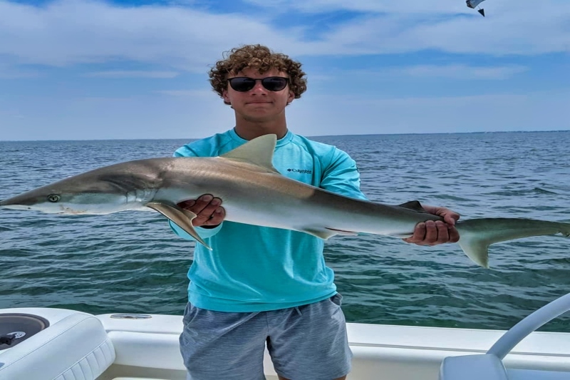 Morning Shark Fishing